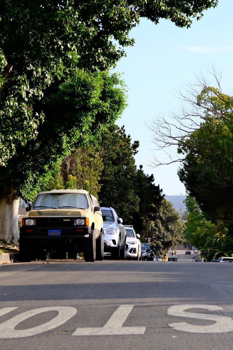 Cars And Trees On Street