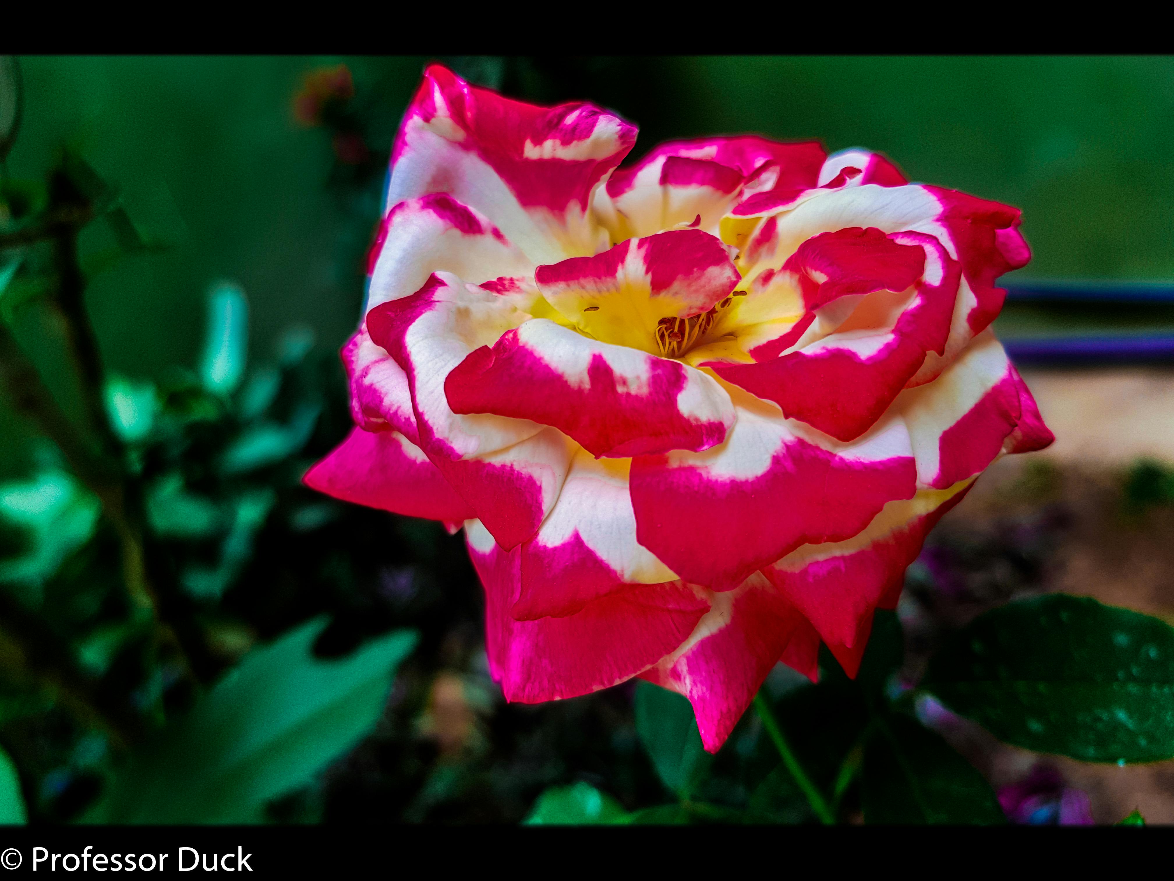 Foto Stok Gratis Tentang Bunga Merah Jambu Bunga Merah Muda Bunga Pink