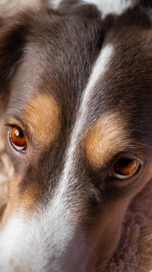 Foto d'estoc gratuïta de amant dels animals, animal, cara de gos