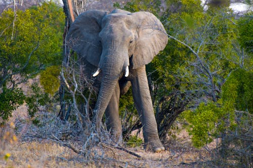 Kostenloses Stock Foto zu afrika, afrikanische elefanten, afrikanischer elefant