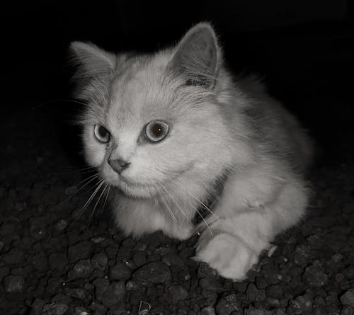 Free stock photo of black and white, cat, dark