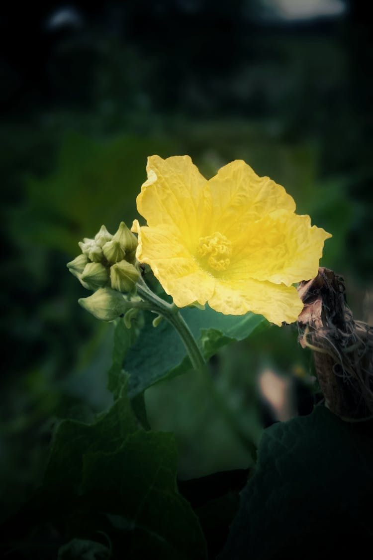 Close-up Of A Yellow Flower 