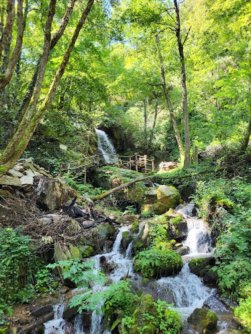 Imagine de stoc gratuită din cascade, codru, copaci verzi