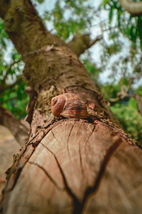 Close-Up Shot of a Snail on Tree Trunk