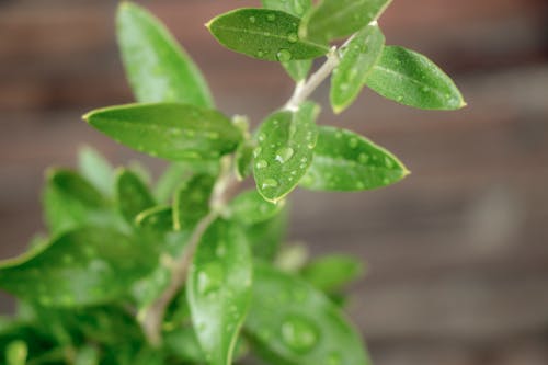 Free stock photo of garden, olives