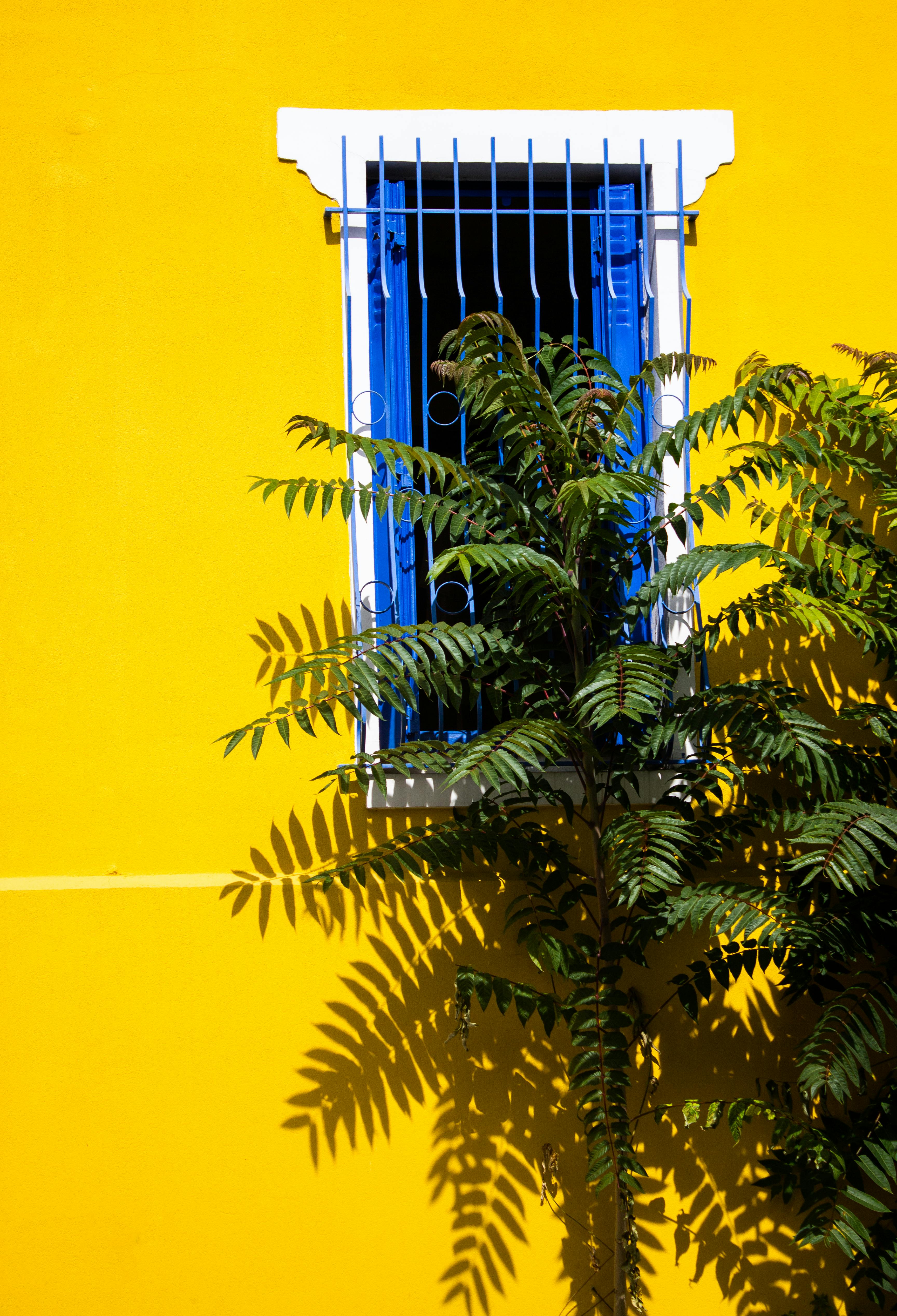 Bright yellow wall with a blue window and lush green plant casting shadows.