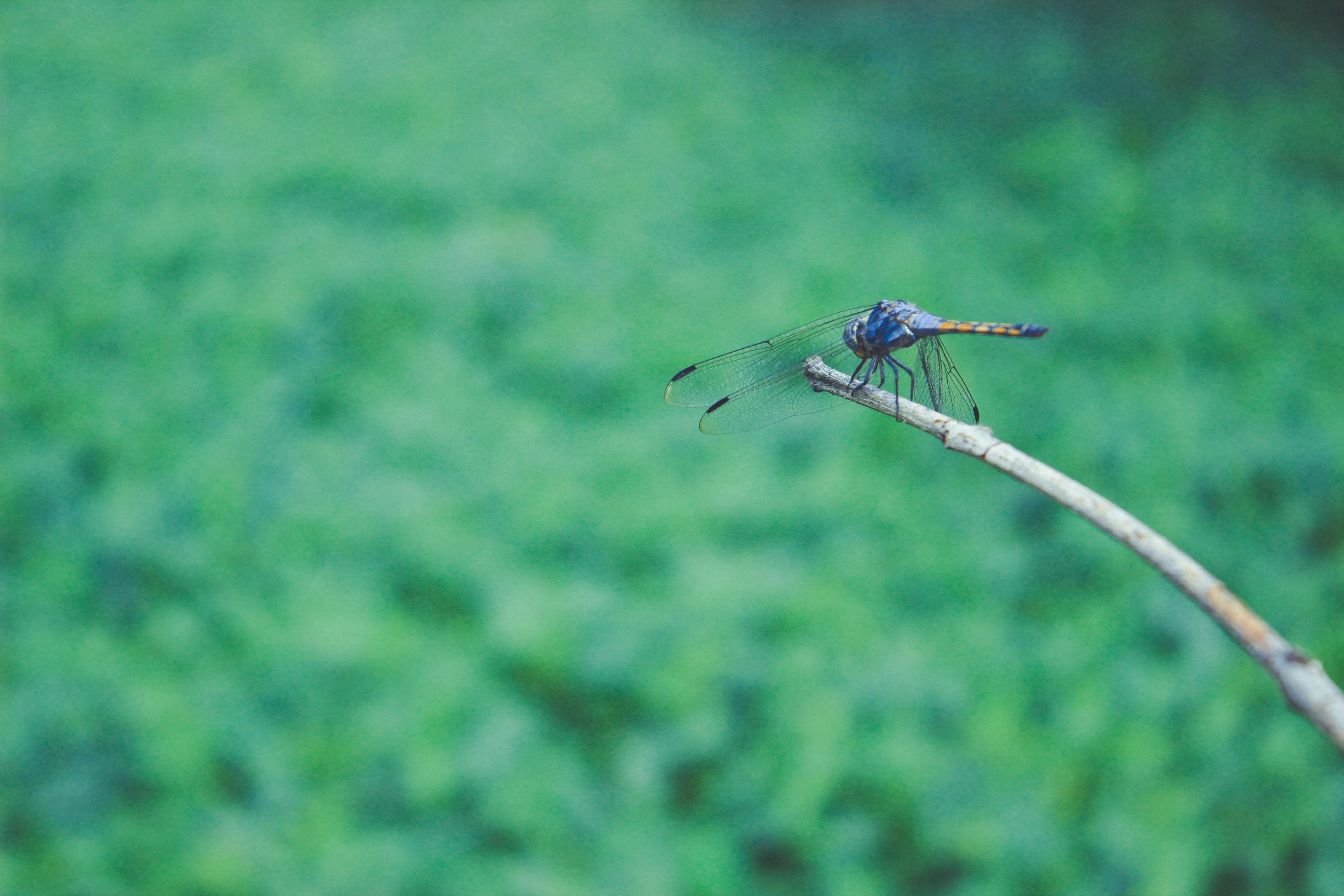 Free stock photo of animal, dragonfly, green