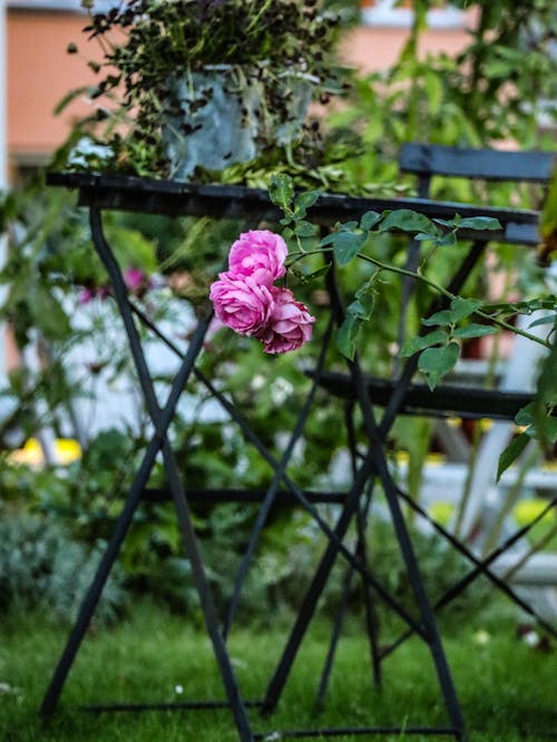 Foto stok gratis berbunga, bunga-bunga merah muda, flora