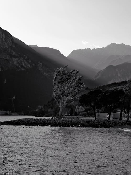Grayscale Photography of Trees Near Body of Water and Mountains