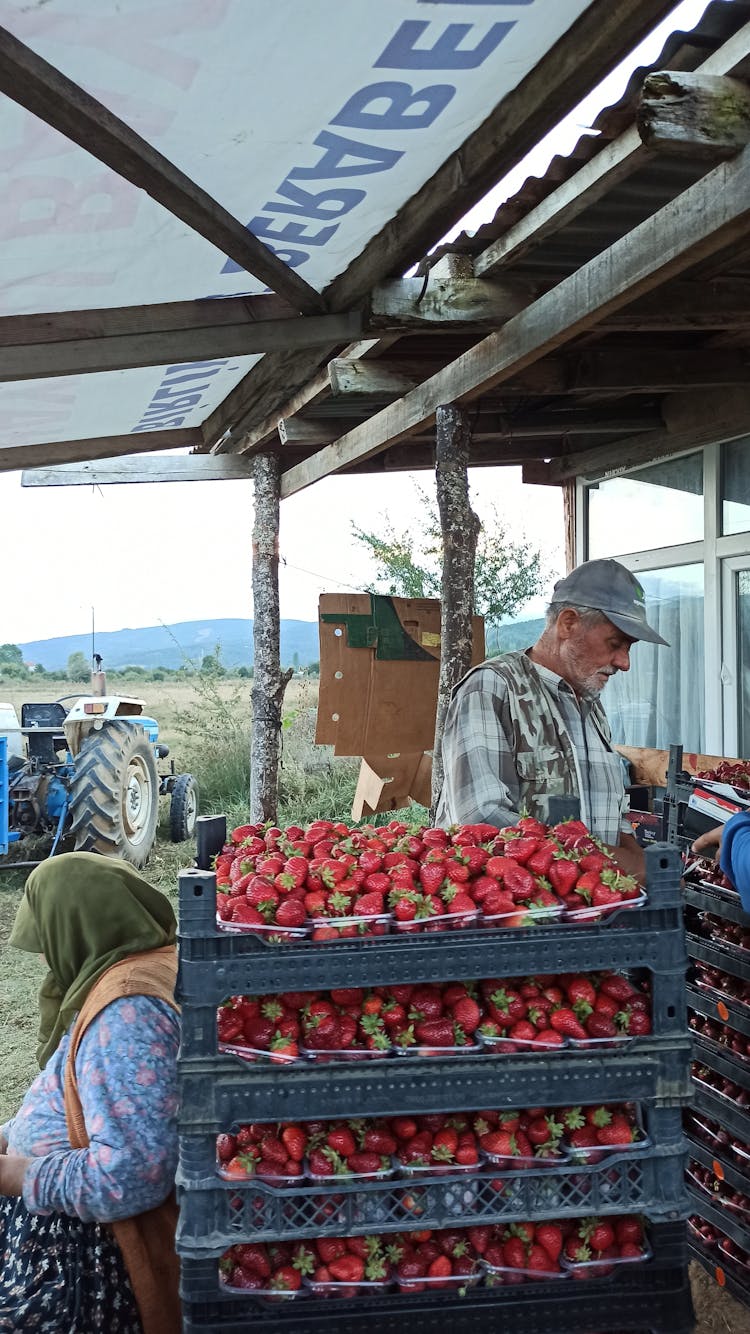 Farmers Harvesting Strawberries In The Farm