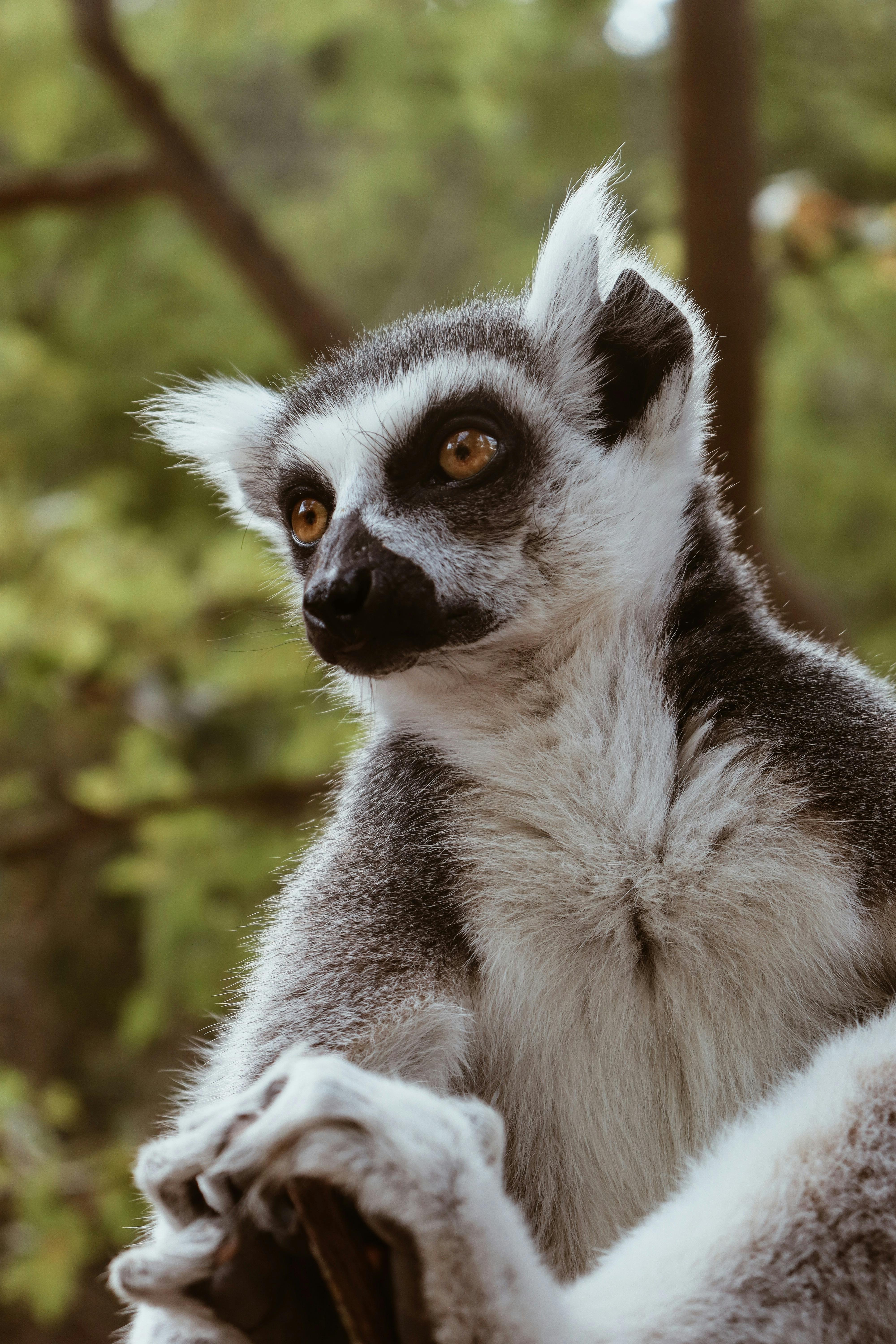 免費 保護, 光, 動物 的 免費圖庫相片 圖庫相片