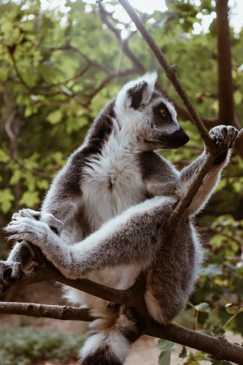 Free A ring-tailed lemur sits calmly on a tree branch surrounded by lush greenery. Stock Photo