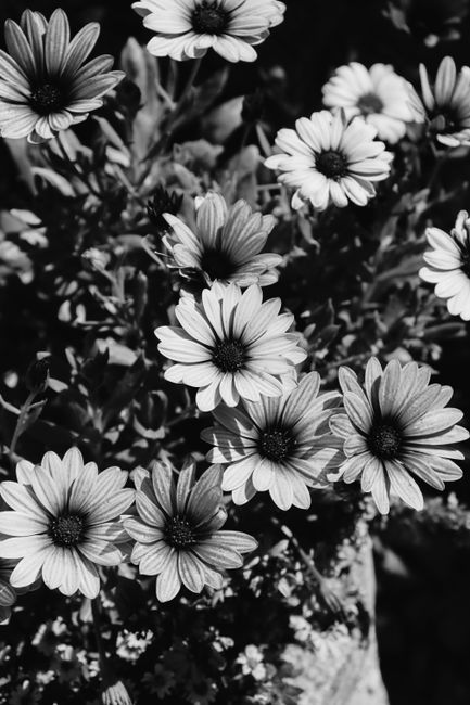 An artistic black and white close-up of blooming daisies in full bloom, showcasing natural beauty.