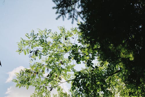 Foto profissional grátis de árvore verde, botânico, céu