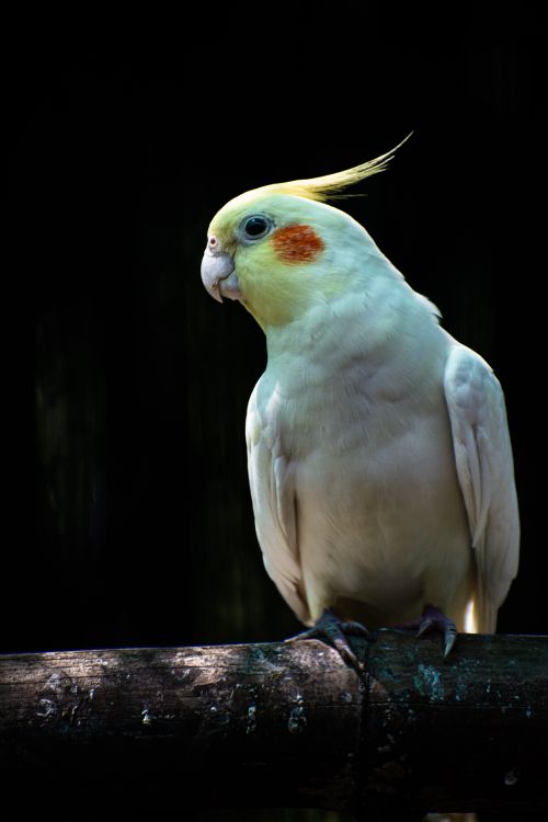 Free Close-up of a cockatiel gracefully perched on a branch, showcasing its vibrant feathers. Stock Photo