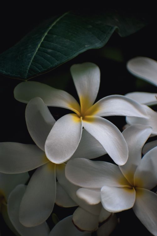 Free Close-up of white plumeria flowers with a green leaf, showcasing delicate petals and natural beauty. Stock Photo