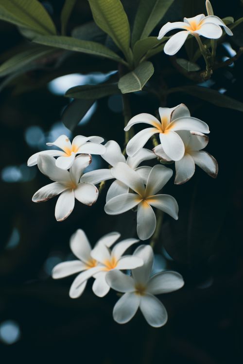 Free A serene close-up of blooming white plumeria flowers against a dark background. Stock Photo