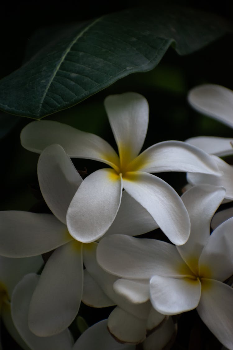 Close-Up Shot Of Blooming White Flowers
