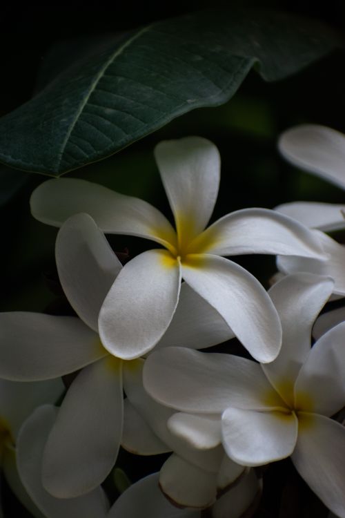 Free Close-up of blooming white plumeria flowers with lush green leaves, captured in natural light. Stock Photo