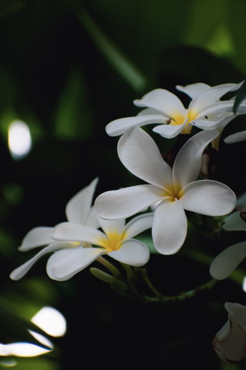 Free Beautiful close-up of white Plumeria flowers with a dark green background, highlighting delicate petals. Stock Photo