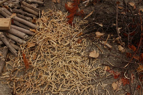 Foto d'estoc gratuïta de branques, composició, natura morta