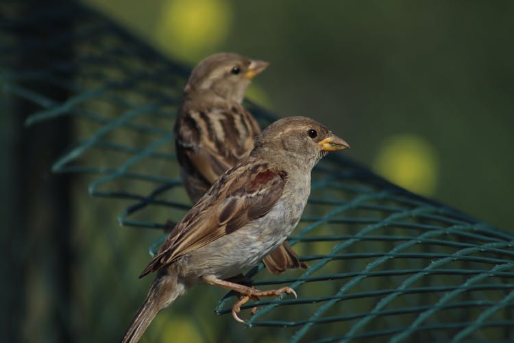 Close-Up Shot Of Sparrows