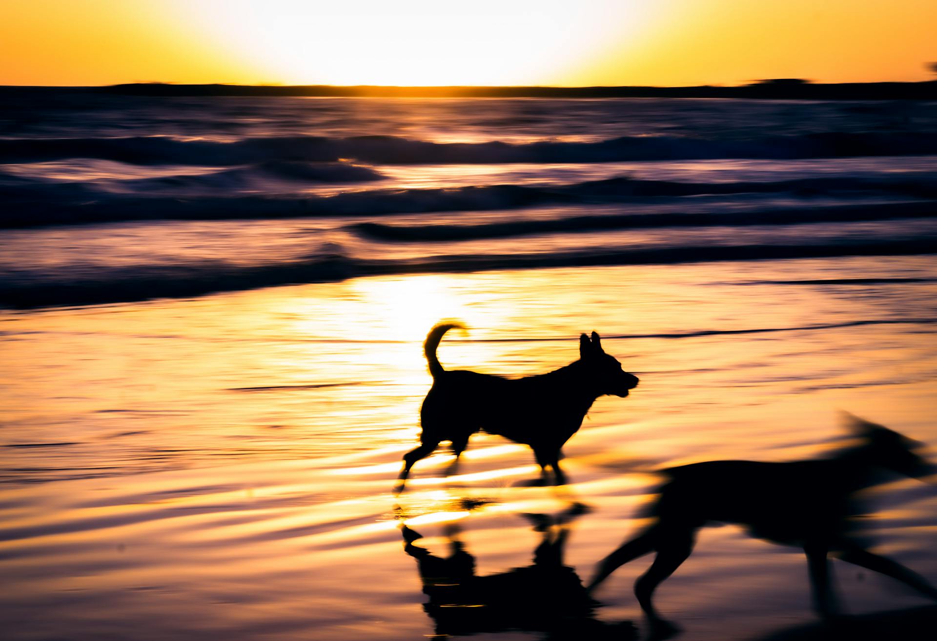 Blurred Motion of Dogs Running on the Beach at Sunset