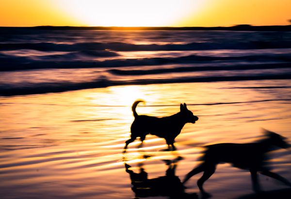 Silhouetted dogs running along a beach at sunset — photo by Mara Judith De Oliveira Gomez on Pexels