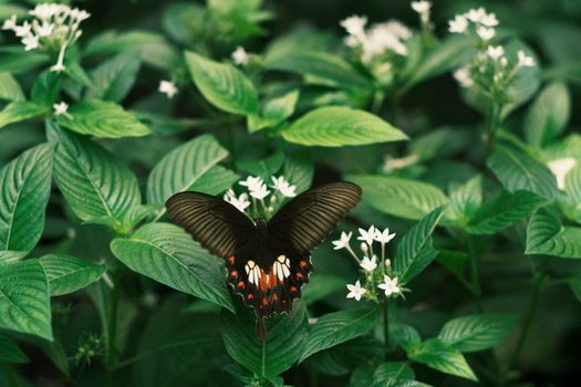 A detailed view of a butterfly perched on vibrant green leaves with white flowers.