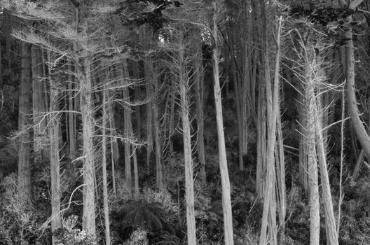 Captivating black and white image of leafless trees in a Wellington, New Zealand forest.