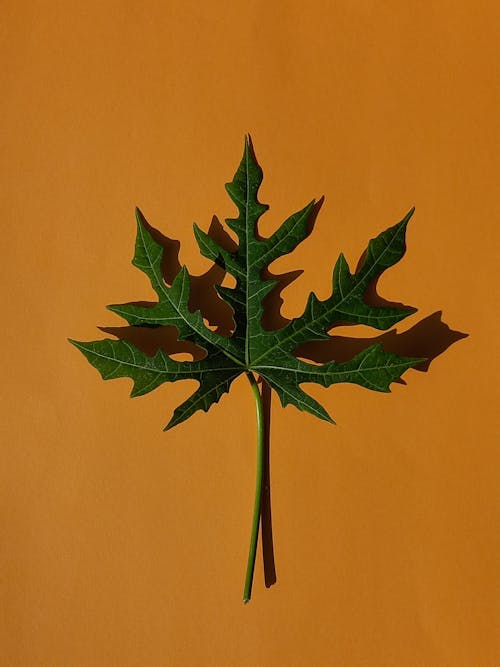 주황색 표면, 초록색 잎, 파파야 잎의 무료 스톡 사진