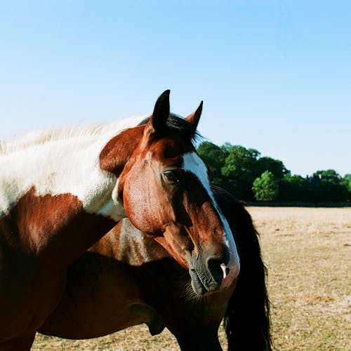 Imagine de stoc gratuită din animale, cai, fotografiere verticală