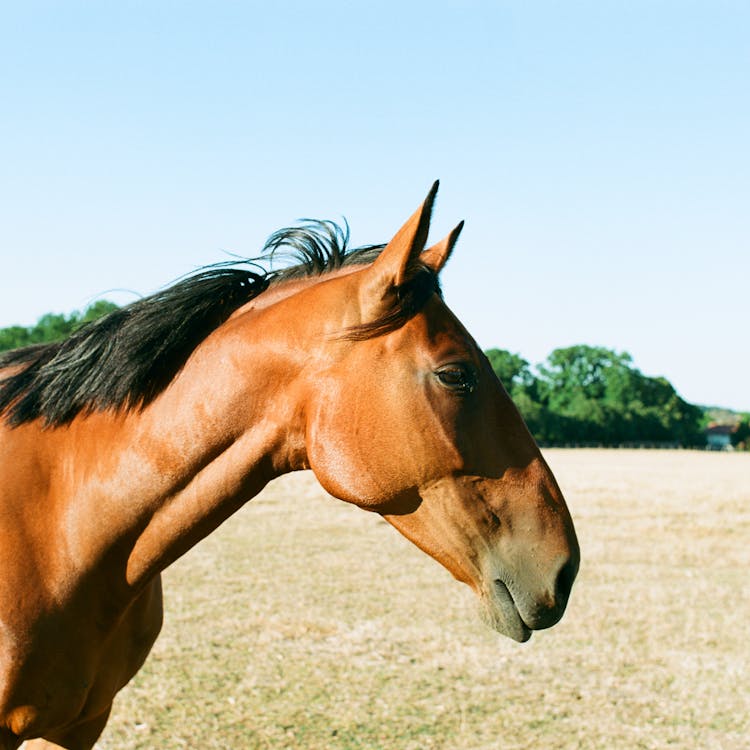 Close Up Of Horse Head