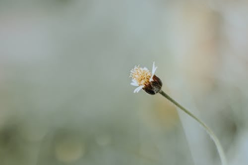 Selective Focus Photo of a Flower