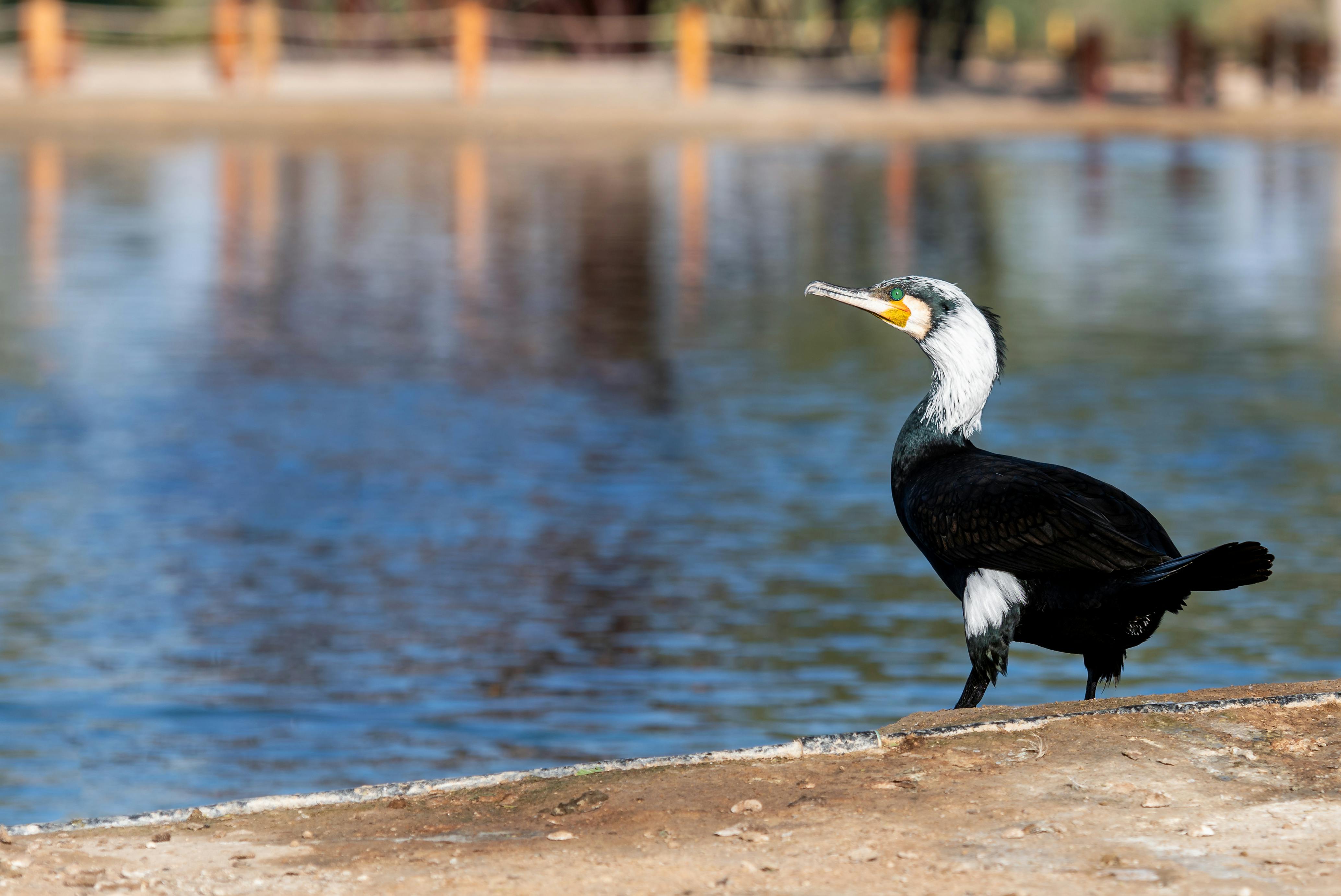 Bird Perched · Free Stock Photo