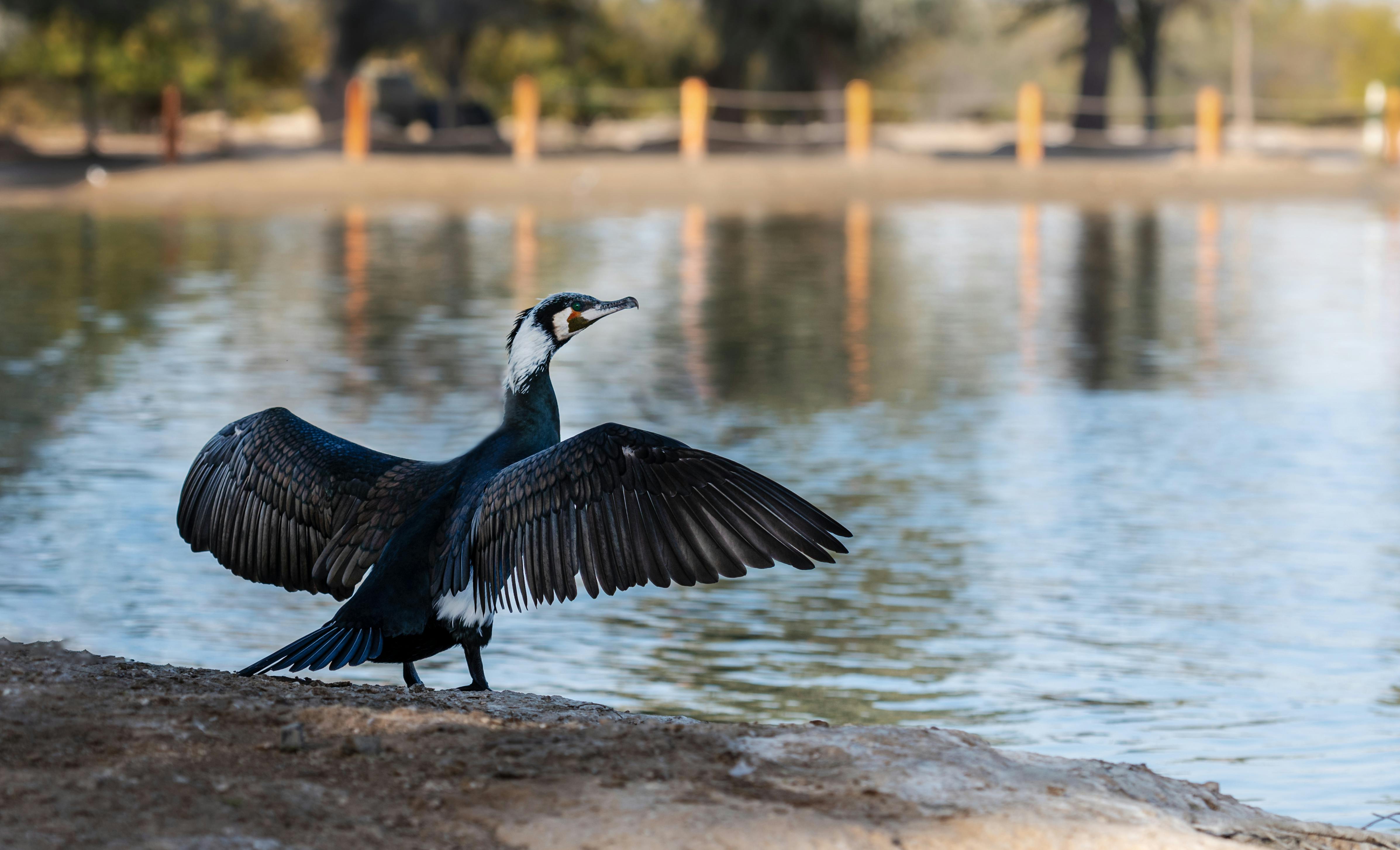 Bird Perched · Free Stock Photo Bird Perched · Free Stock Photo