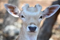 Detailed close-up portrait of a deer in natural setting at San Antonio, Texas.