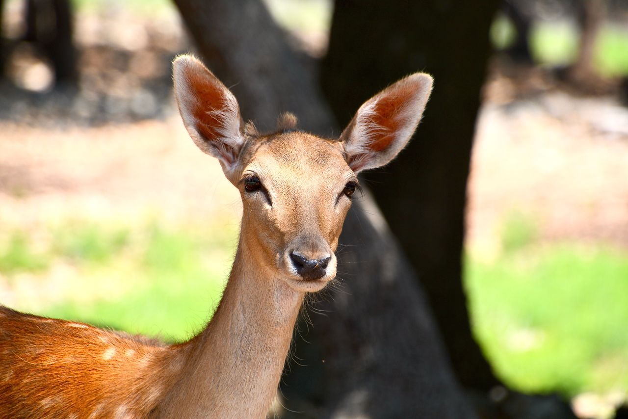 intimate shot of a deer against a wooded backdrop in san antonio texas