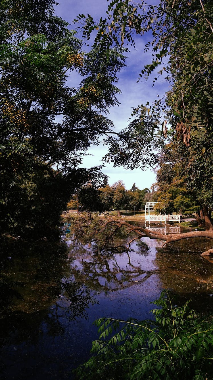 A Tree Fallen On The Pond 