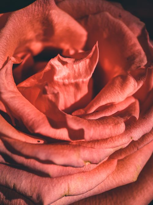Free Detailed close-up of a vibrant rose, highlighting its petals in macro photography. Stock Photo