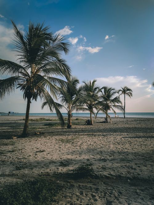 Free Serene beach view in Santa Marta, Colombia, with coconut trees under a blue sky. Stock Photo