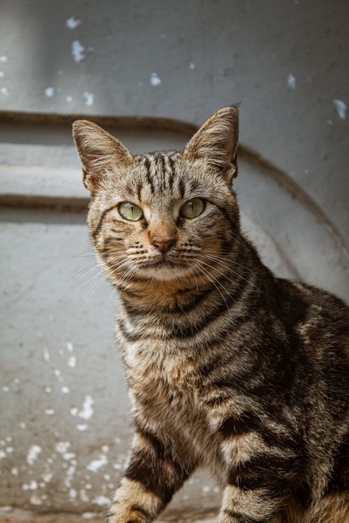Free Portrait of a tabby cat with striking eyes against a textured wall, capturing its natural beauty. Stock Photo