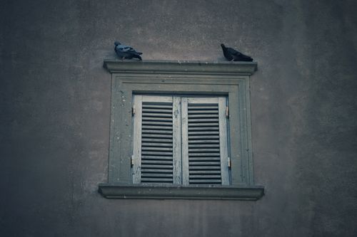 Free Two pigeons rest on a vintage shuttered window in Rome, Italy, capturing urban tranquility. Stock Photo
