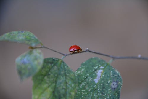 A Spotless Ladybird on a Branch
