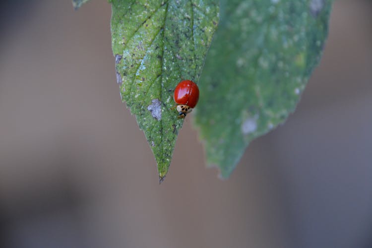 Ladybug On Green Leaves