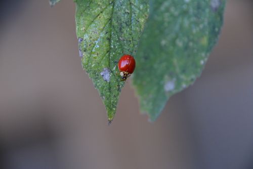 Free Macro image of a ladybug on a leaf in San Antonio, Texas, showcasing nature's detail. Stock Photo