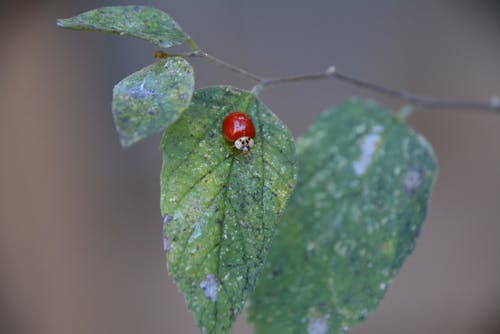 A Spotless Ladybird on a Green Leaf