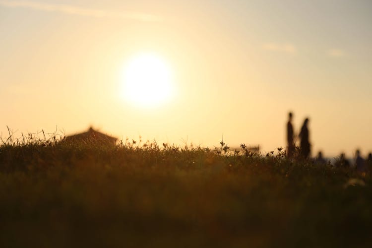 Meadow In Countryside At Dawn