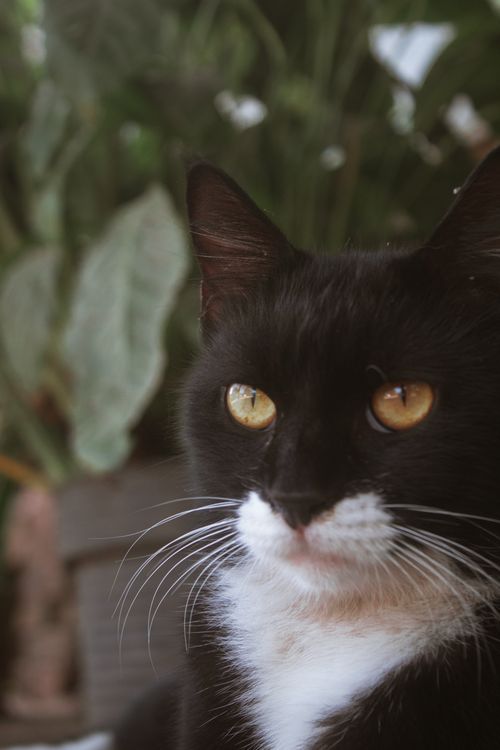 Free Tuxedo cat with vivid yellow eyes against a leafy background. Stock Photo