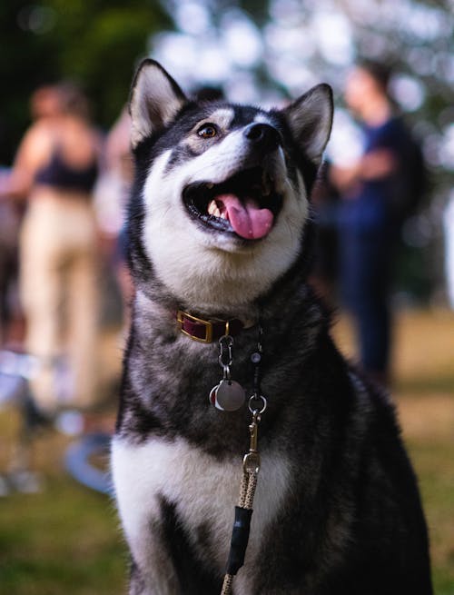 Close-Up Shot of a Siberian Husky 